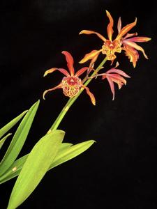 Myrmecatavola Frances Fox