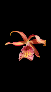 Myrmecatavola Frances Fox