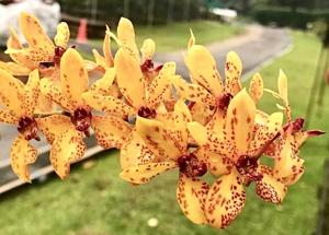 Renanstylis Susan Lim