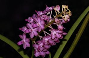 Rhynchodenia Magic Wand