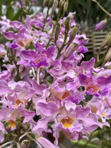 Myrmecophila Tibiana