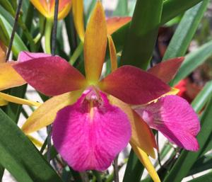 Stellamizutaara Kelly