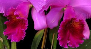 Cattleya Judy Walters