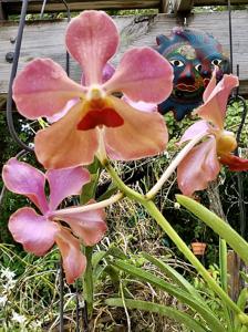 <i>Papilionanda</i> Minnie Bowman