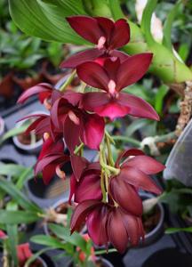 Cycnodes Wine Delight