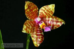 Phalaenopsis Excalibur