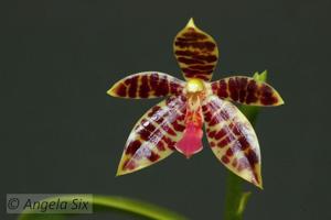 <i>Phalaenopsis</i> Charm (1987)