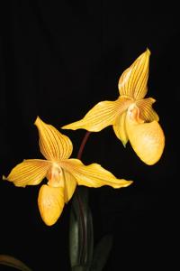 Paphiopedilum Dollgoldi
