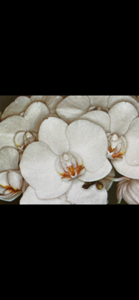 <i>Phalaenopsis</i> Martha's Gem