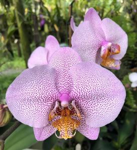 <i>Phalaenopsis</i> Miva Smartissimo