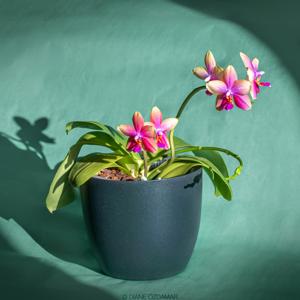 Phalaenopsis Sweet Memory