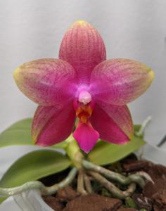 Phalaenopsis Sweet Memory
