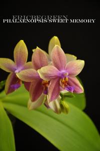 Phalaenopsis Sweet Memory
