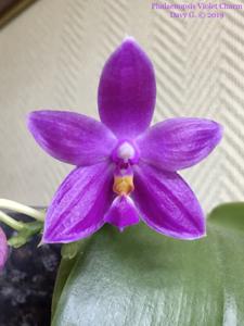Phalaenopsis Violet Charm