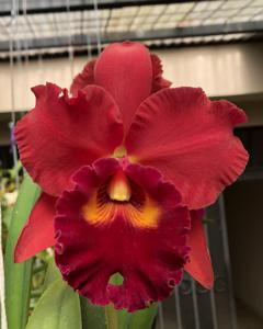 Rhyncholaeliocattleya Red Crab