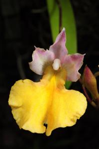 Rodrettia Yellow Spark