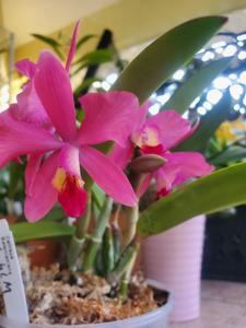 Cattleya Batemaniana