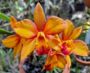 Cattlianthe Aloha Jewel