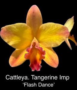 Cattleya Tangerine Imp
