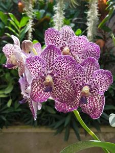 Vanda Gordon Dillon