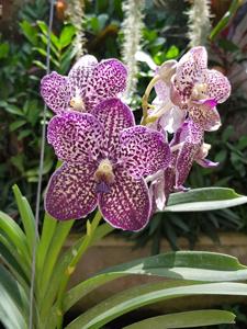 Vanda Gordon Dillon