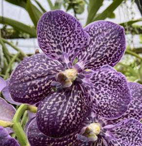 Vanda Gordon Dillon