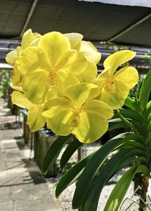 Vanda Kultana Gold