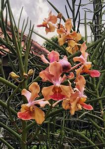 Papilionanda Josephine van Brero