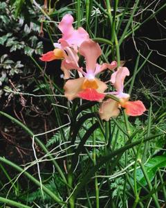 Papilionanda Josephine van Brero