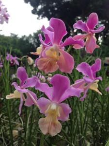 Papilionanda Josephine van Brero