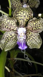 Papilionanda Mimi Palmer