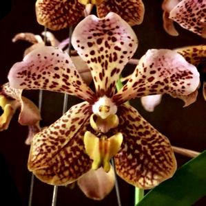 Vanda Tatzeri