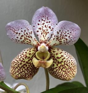 Vanda Tatzeri