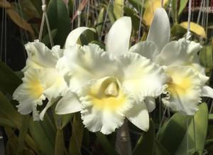 Rhyncholaeliocattleya Island Charm