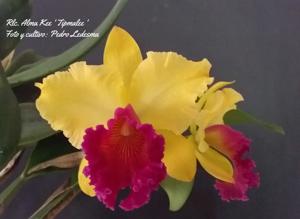 Rhyncholaeliocattleya Alma Kee