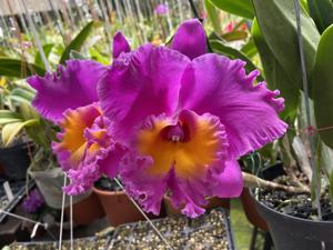 Rhyncholaeliocattleya Canyon Royal