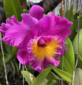 Rhyncholaeliocattleya Canyon Royal