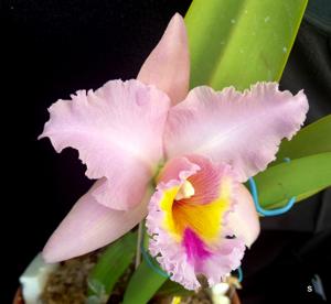 Rhyncholaeliocattleya George King