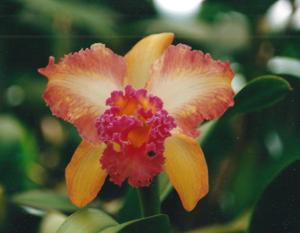 Rhyncholaeliocattleya Harlequin (1960)