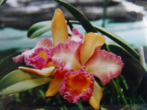 Rhyncholaeliocattleya Harlequin (1960)