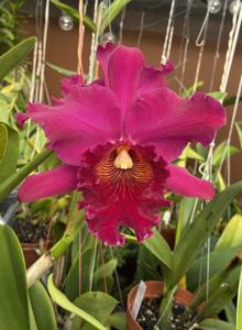 Rhyncholaeliocattleya Iroquois Trail