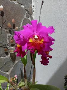 Rhyncholaeliocattleya Lucky Strike