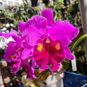 Rhyncholaeliocattleya Lucky Strike