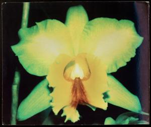 <i>Rhyncholaeliocattleya</i> Mem. Ziela Lucas