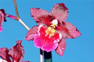 Oncidopsis Living Fire