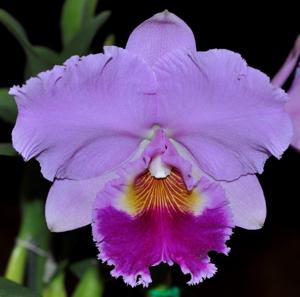 Rhyncholaeliocattleya Zilzie Fry