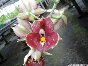 Catasetum Susan Fuchs
