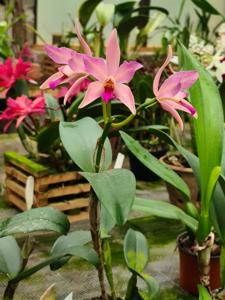 Cattlianthe Aurantiglossa