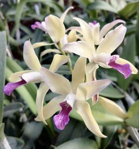 Cattlianthe Aurantiglossa