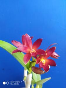 Cattlianthe Chocolate Drop
